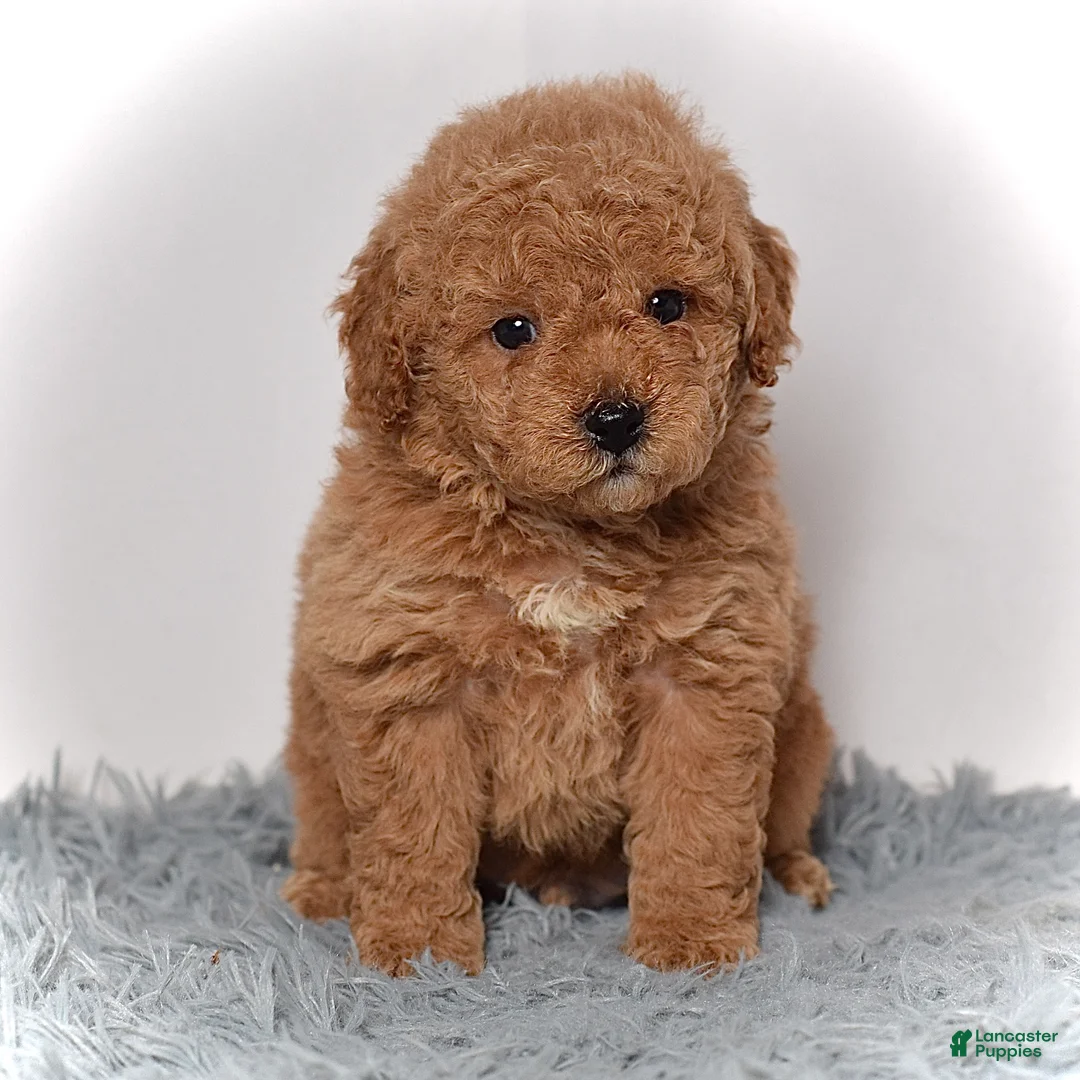 Mini Goldendoodle dogs for sale: Mr. Maverick - Ad 1