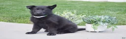 German Shepherd dogs for sale: Hank - Ad 3