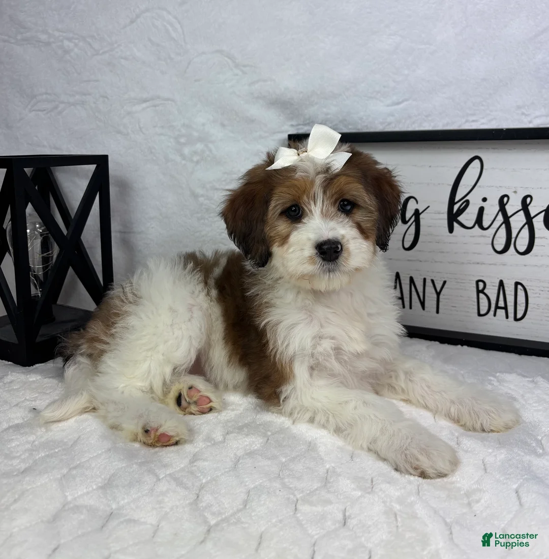 Mini Bernedoodle dogs for sale: Monica - Ad 2