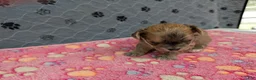 Chihuahua dogs for sale: Brielle - Ad 3