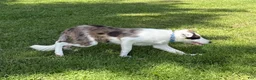 Border Collie dogs for sale: Dolly - Ad 2