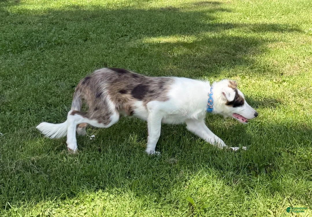 Border Collie dogs for sale: Dolly - Ad 2