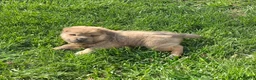 Shar Pei dogs for sale: Roman - Ad 3