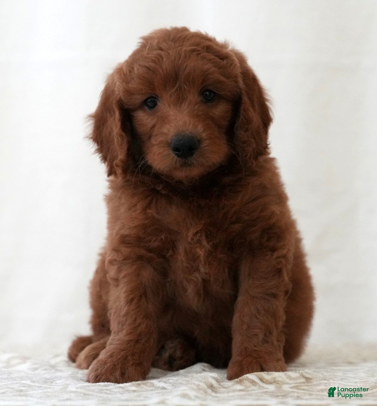 Mini Goldendoodle dogs Riley - Ad 1