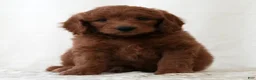Mini Goldendoodle dogs for sale: Riley - Ad 1