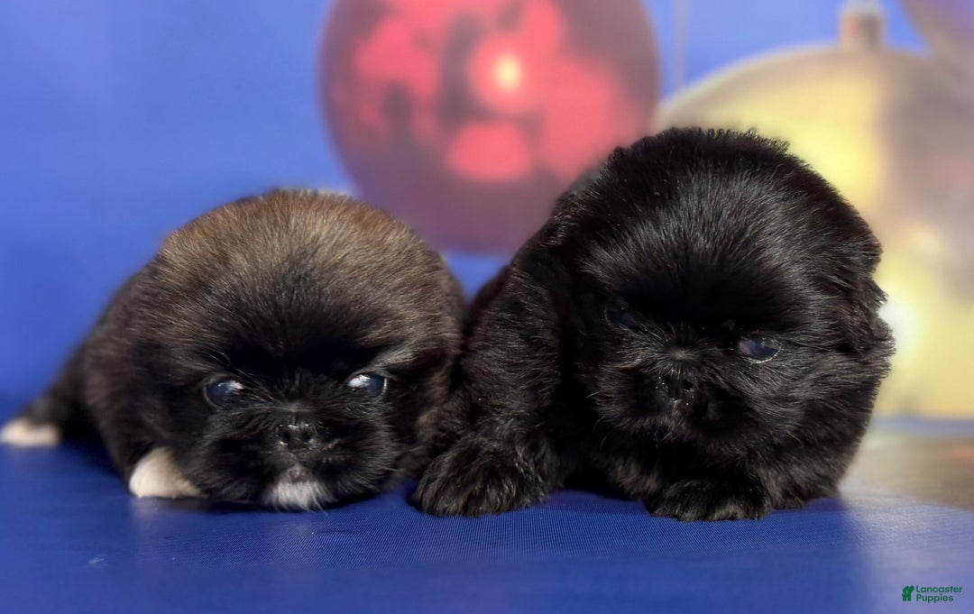 Pekingese dogs for sale: AKC DNA OFA Pudding - Ad 12