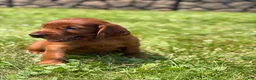 Irish Setter dogs for sale: Black collar - Ad 5