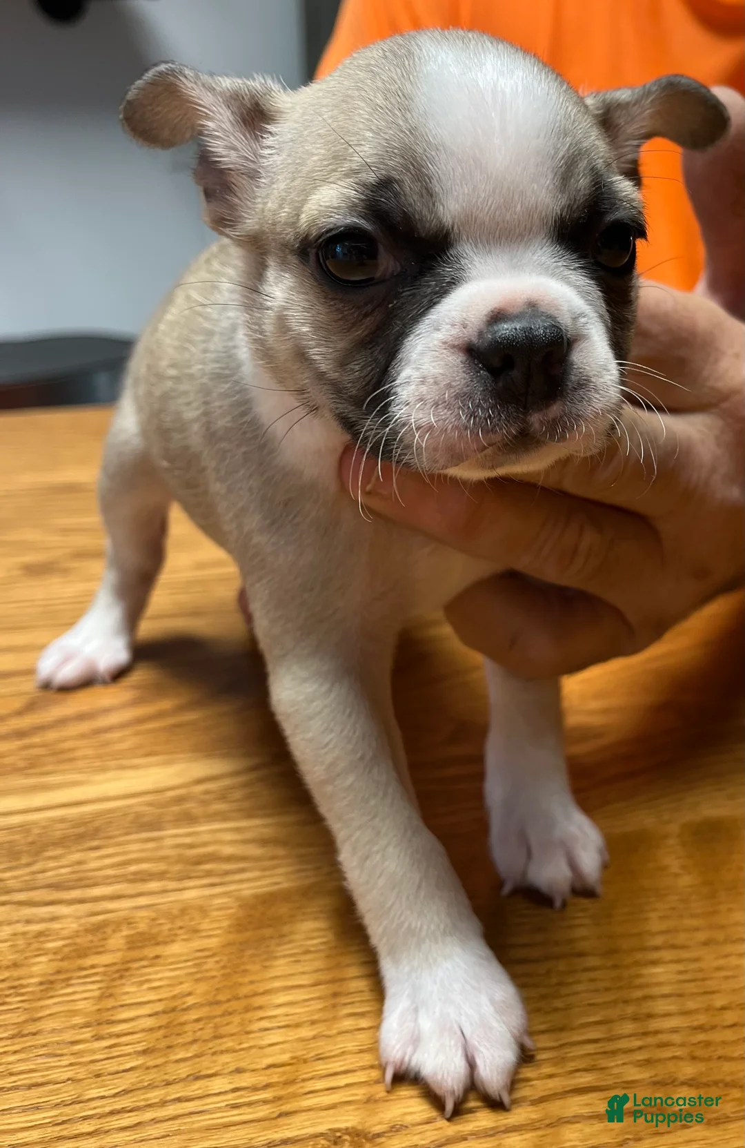 Boston Terrier dogs for sale: Boston Terrier 1 - Daisy Mae - Ad 2