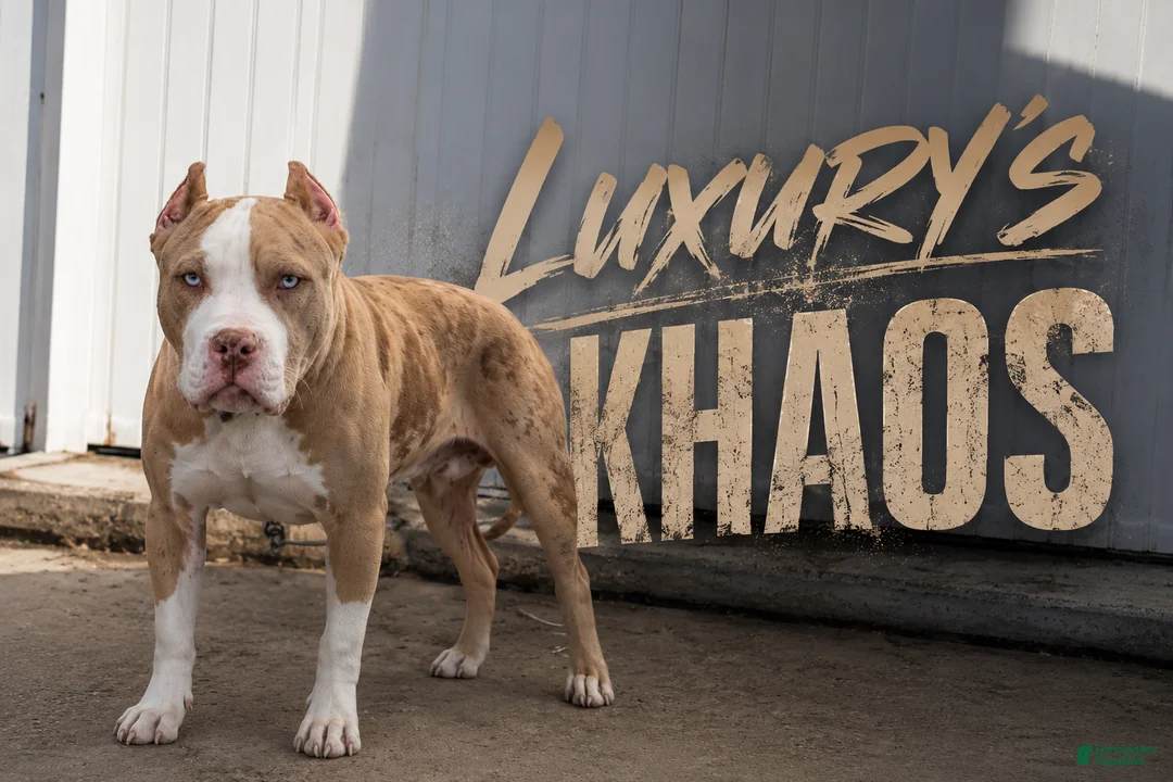American Bully dogs for sale: American Bully 1 - Ad 1