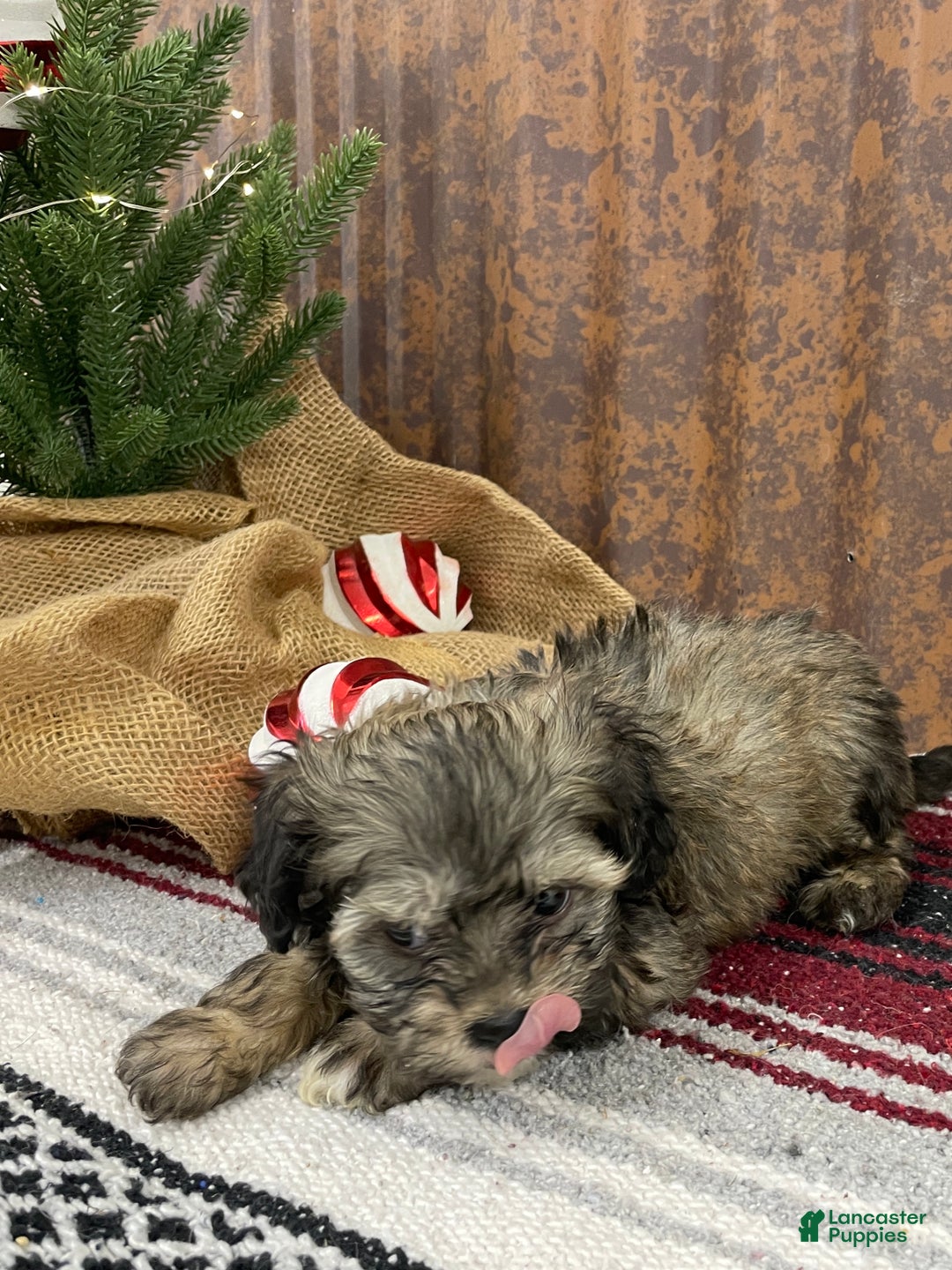 Shihpoo dogs for sale: Colter - Ad 9