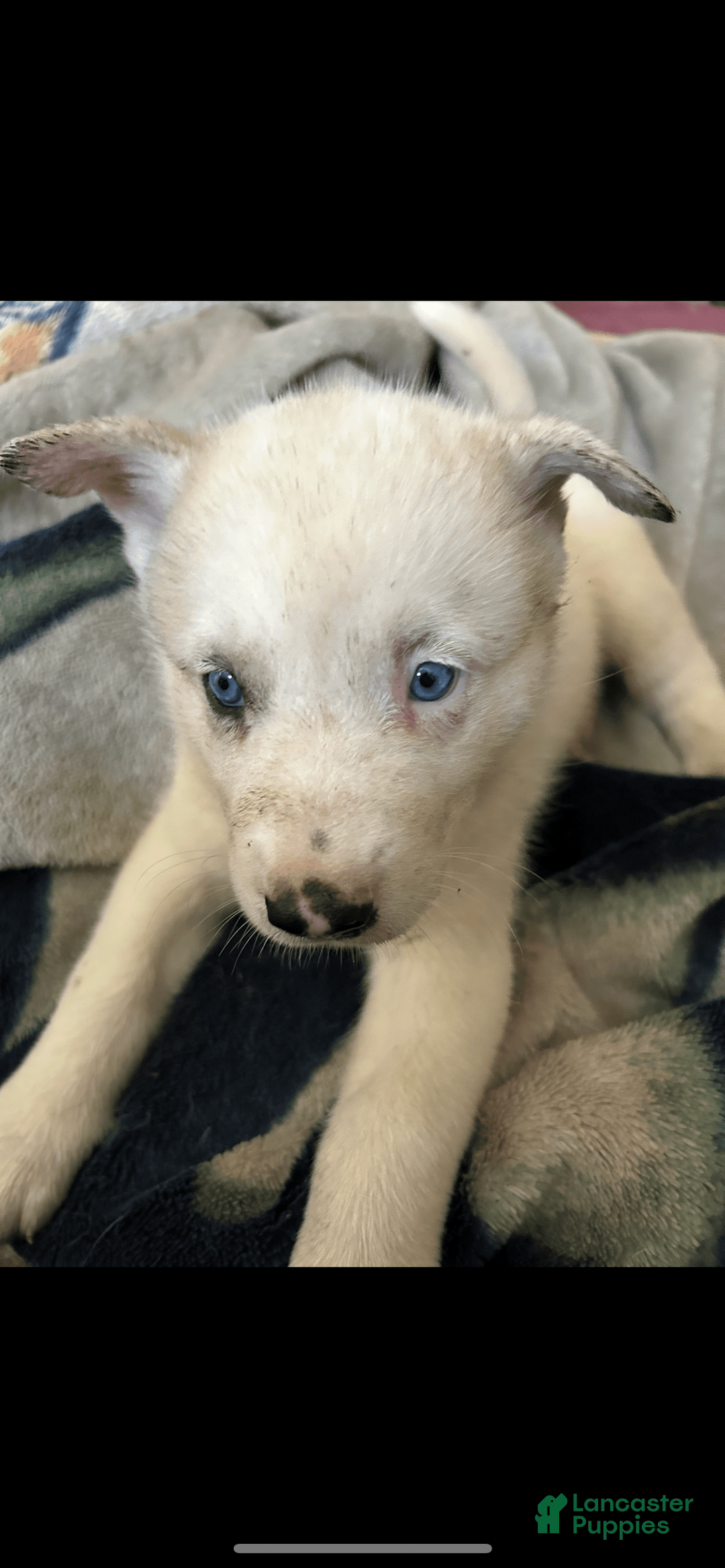 Mixed Breed dogs for sale: Storm - Ad 3