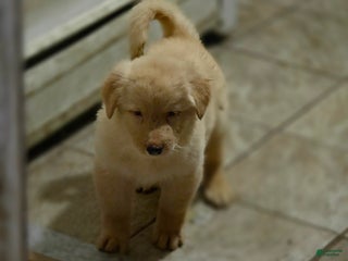 German Shepherd dogs - Ad 34