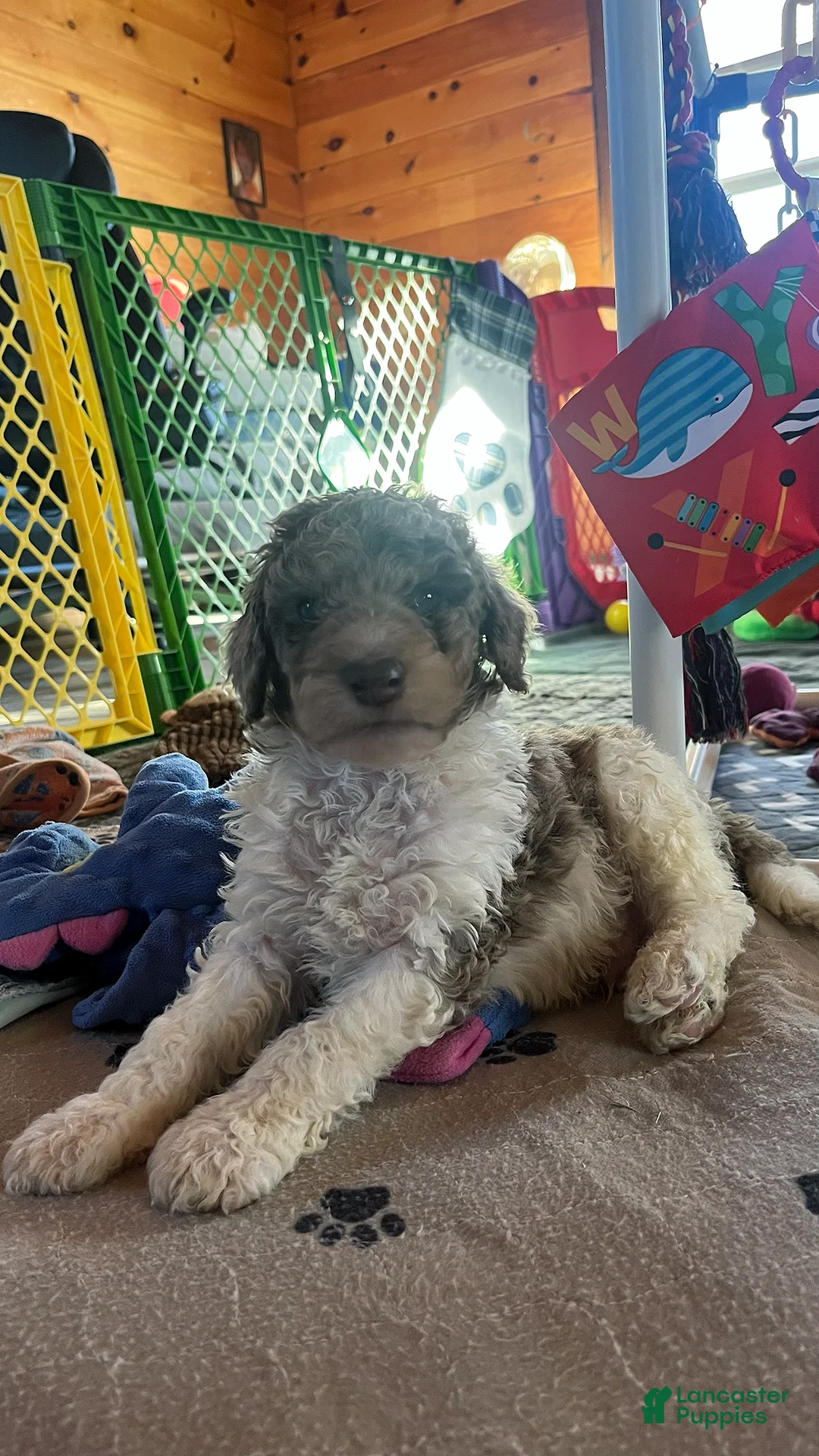 Mini Aussiedoodle dogs for sale: Rocket - Ad 2