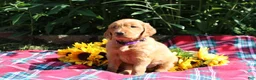 Mixed Breed dogs for sale: Mia - Irish Goldendoodle  - Ad 9
