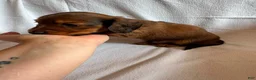 Miniature Dachshund dogs for sale: Dahmer - Ad 7