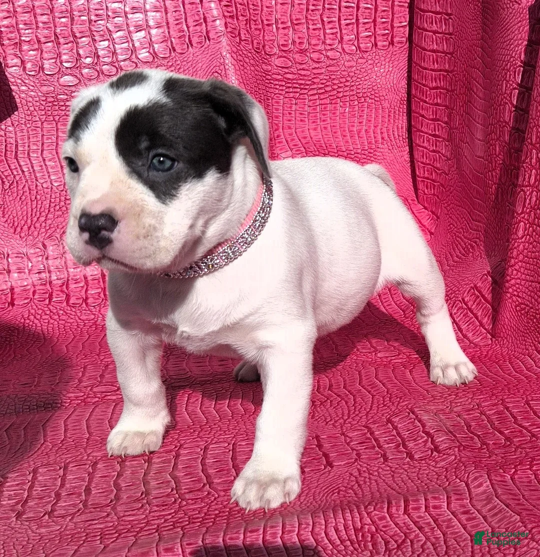 Mixed Breed dogs for sale: "HALLE BERRY"  - Ad 2