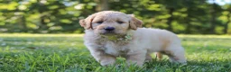 Mixed Breed dogs for sale: Jasper - Ad 5
