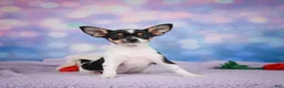 Chihuahua dogs for sale: OSA - Ad 5