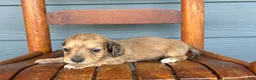 Miniature Dachshund dogs for sale: Suede - Ad 3