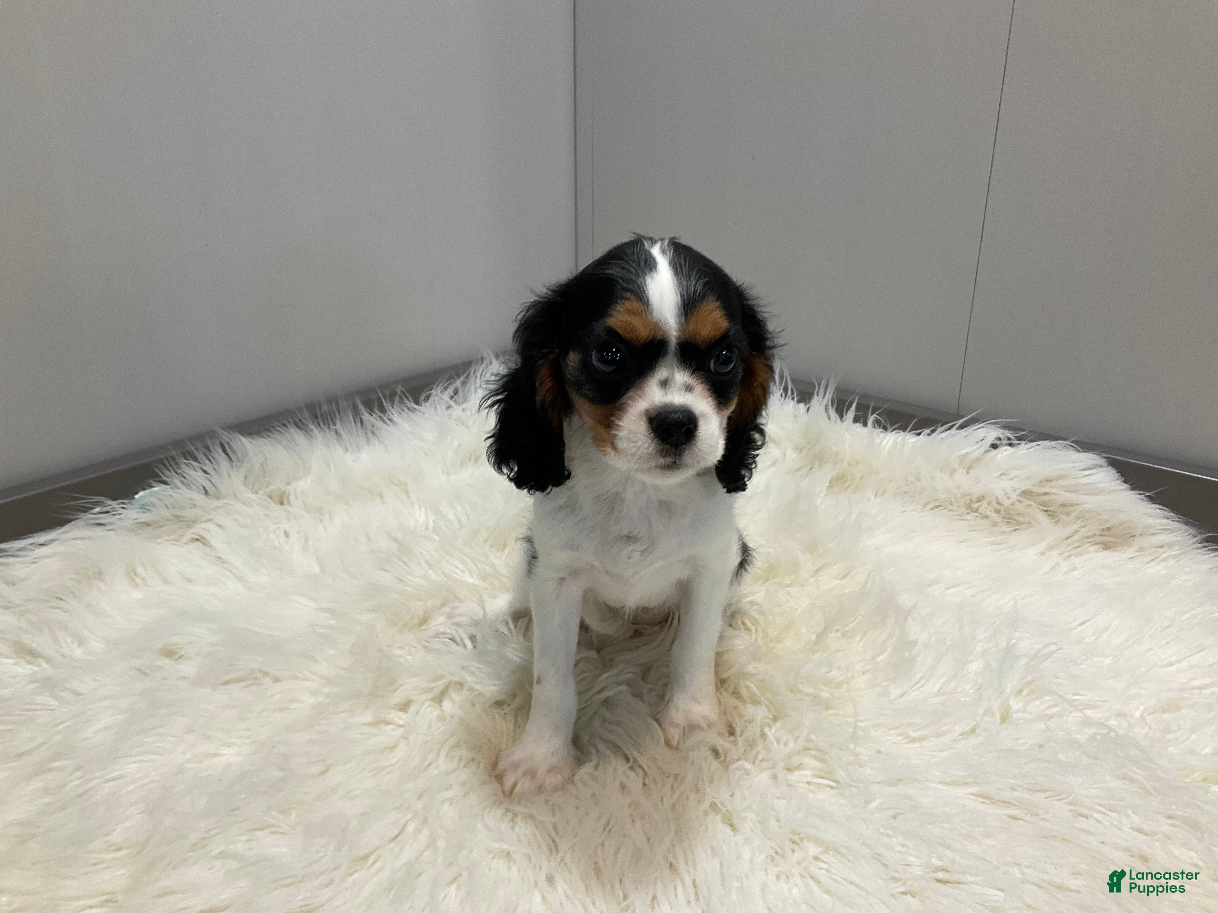 Dog King Cavalier Olx Black Cavalier King Charles Spaniel Puppies