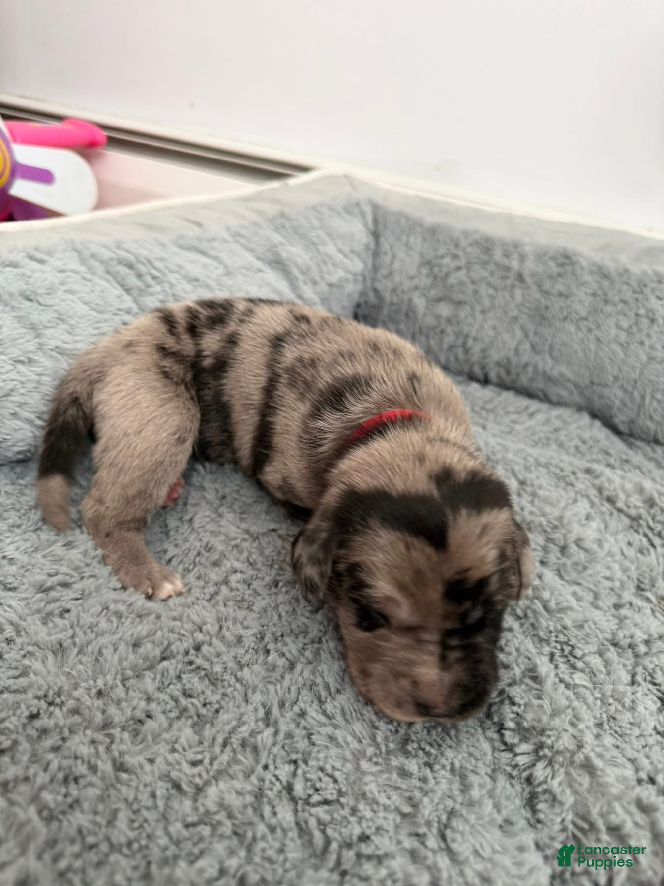 Mixed Breed dogs Red - Ad 5