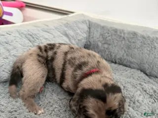 Mixed Breed dogs Red - Ad 39