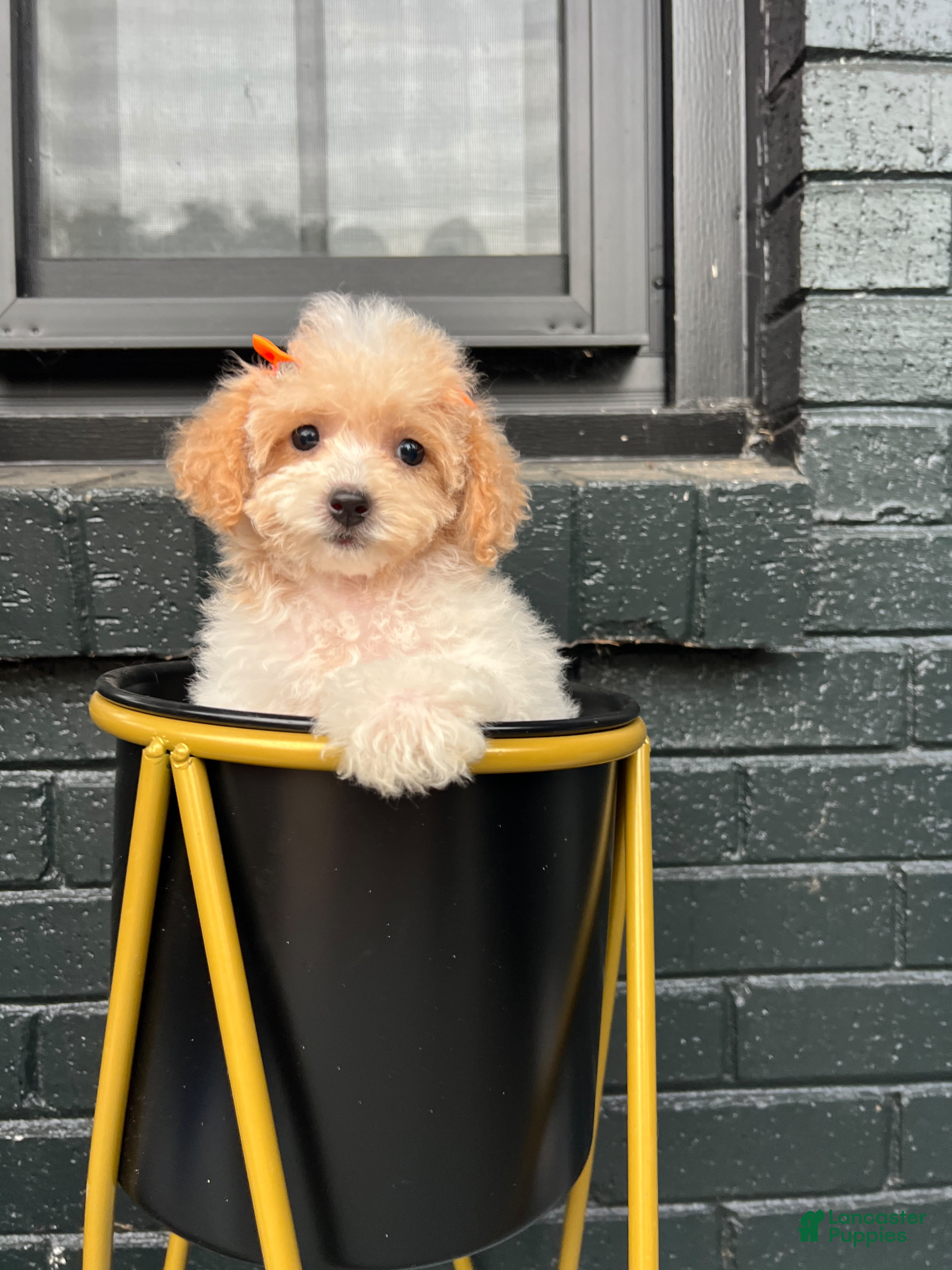 Maltipoo dogs for sale: 🤍🎀Colette🤍🎀 - Ad 1