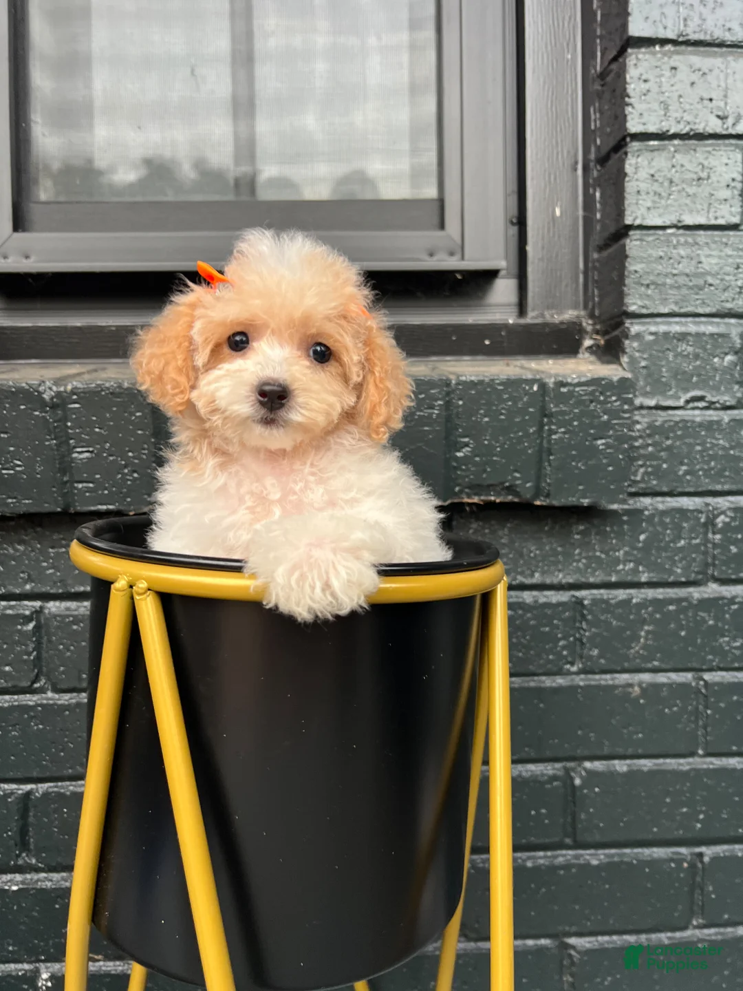 Maltipoo dogs for sale: 🤍🎀Colette🤍🎀 - Ad 1