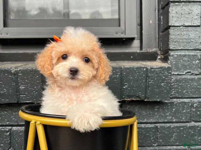 Maltipoo dogs for sale: 🤍🎀Colette🤍🎀 - Ad 1