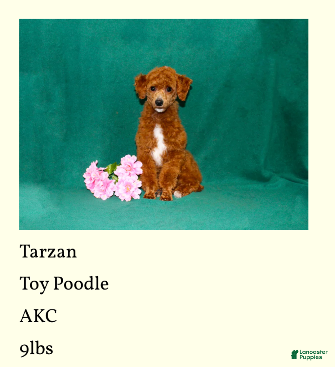 Bichpoo dogs for sale: Yolonda - Ad 6