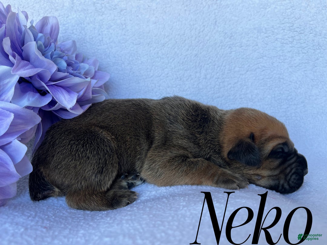 Cane Corso dogs for sale: Neko - Ad 3