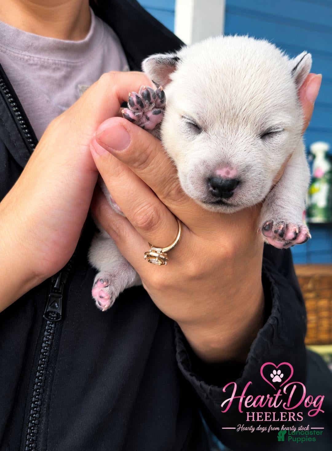 Australian Cattle Dog dogs for sale: Lizzie - Ad 31