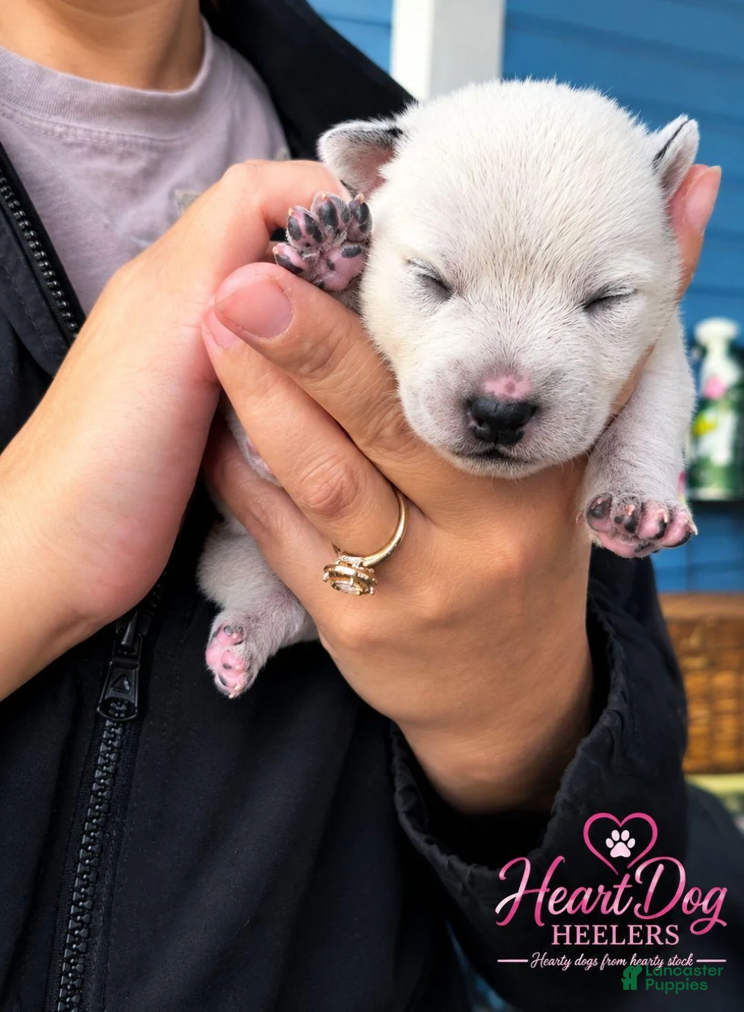 Australian Cattle Dog dogs for sale: Lizzie - Ad 1