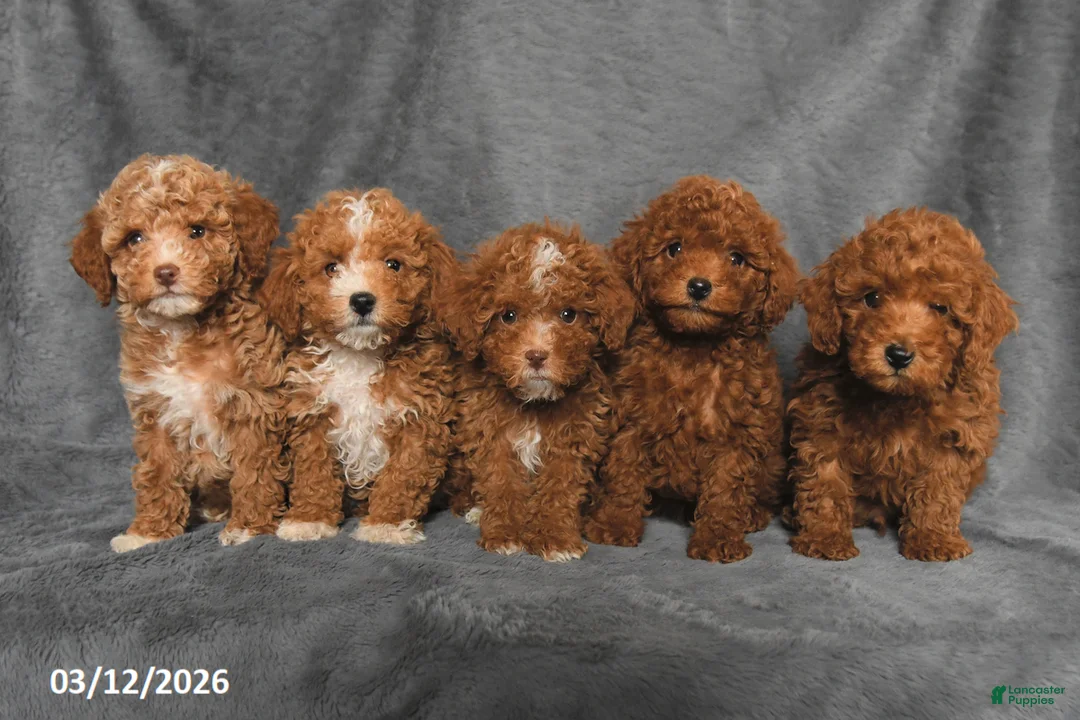 Toy Poodle dogs for sale: Rudy - Ad 5