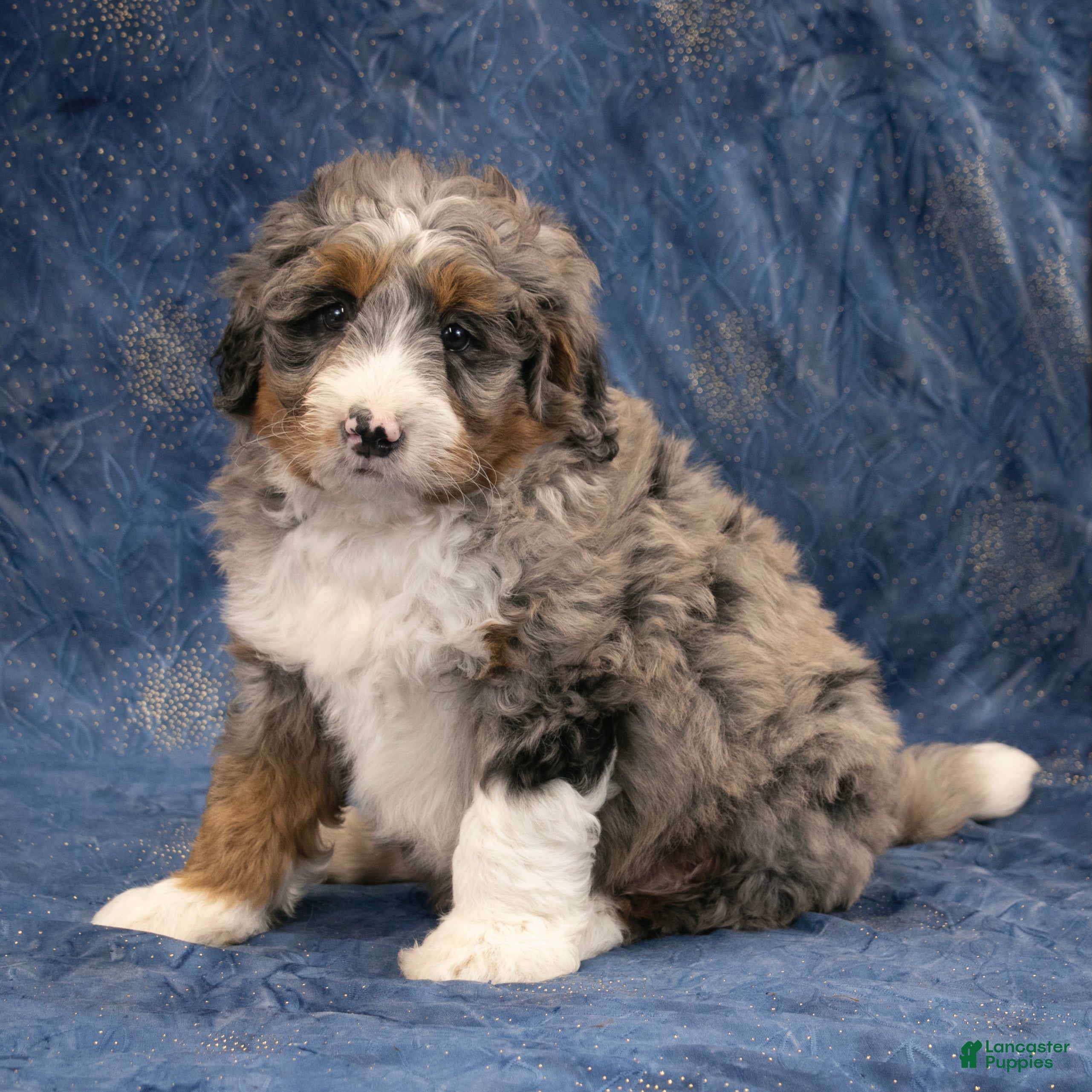 Mini Bernedoodle dogs Ollie - Ad 2