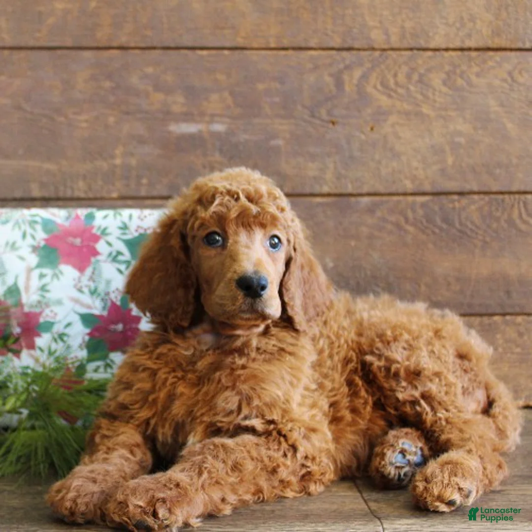 Standard Poodle dogs for sale: Aiden - Ad 5
