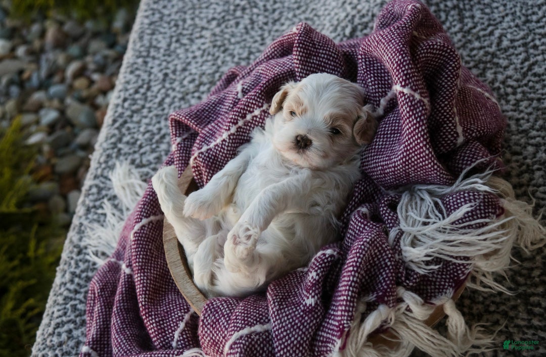 Shihpoo dogs Marian Shihpoo  - Ad 2
