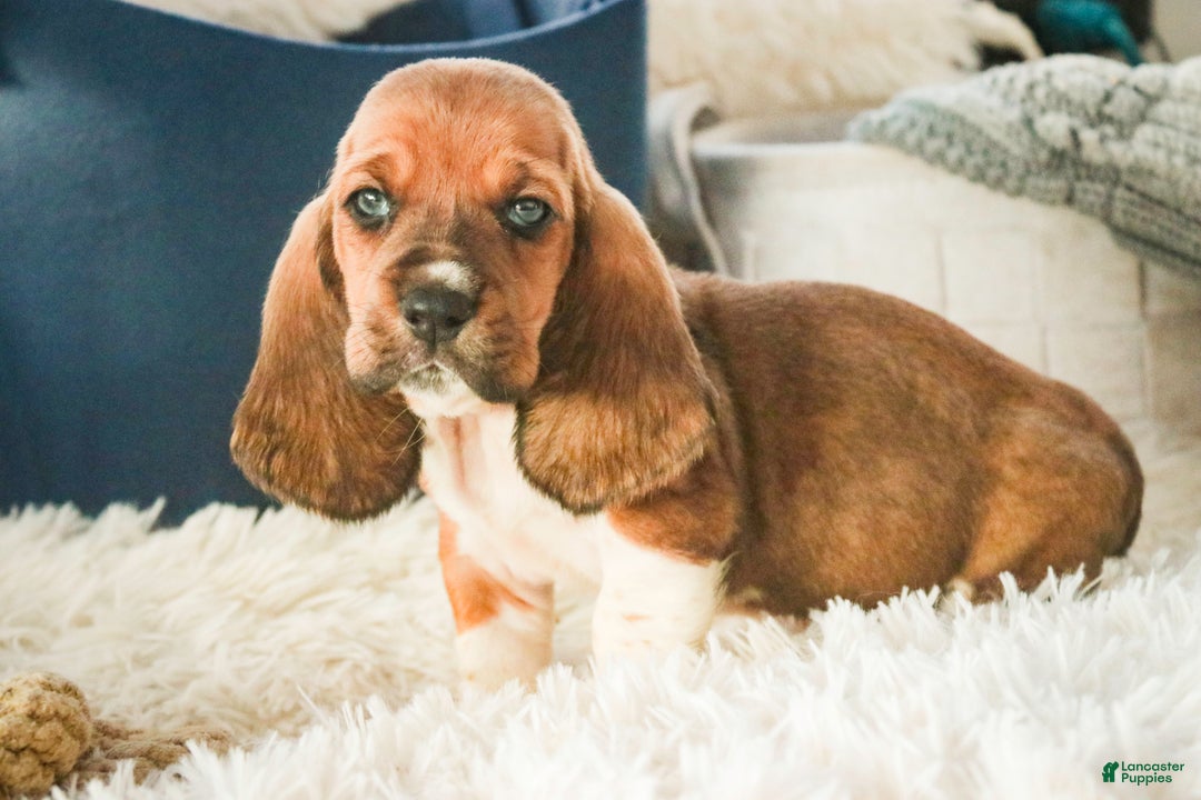 Basset Hound dogs for sale: Armando - Ad 8