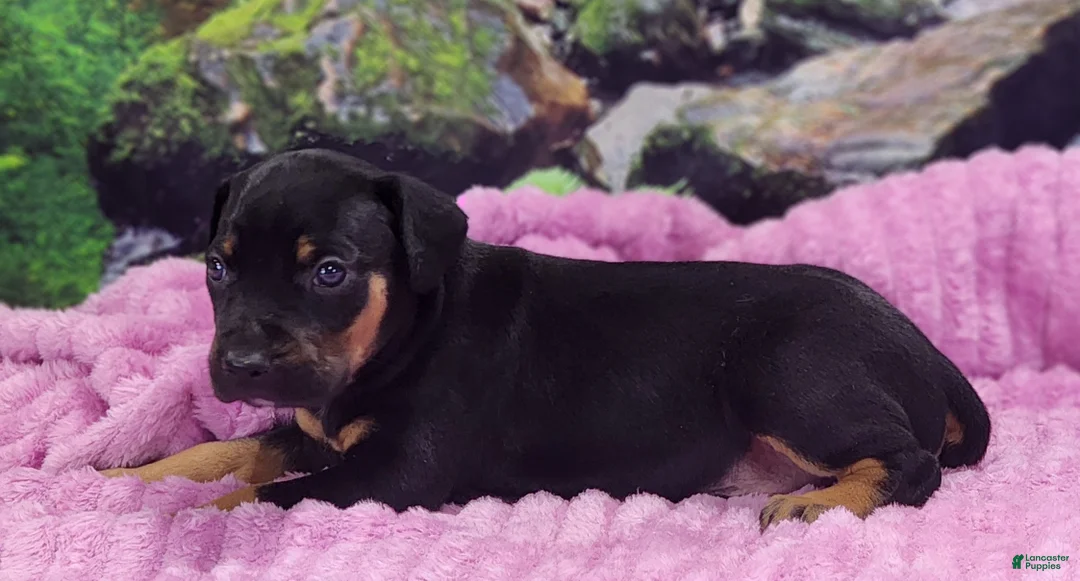 Catahoula Leopard Dog dogs for sale: Luna 2025 Female 4 - Ad 3