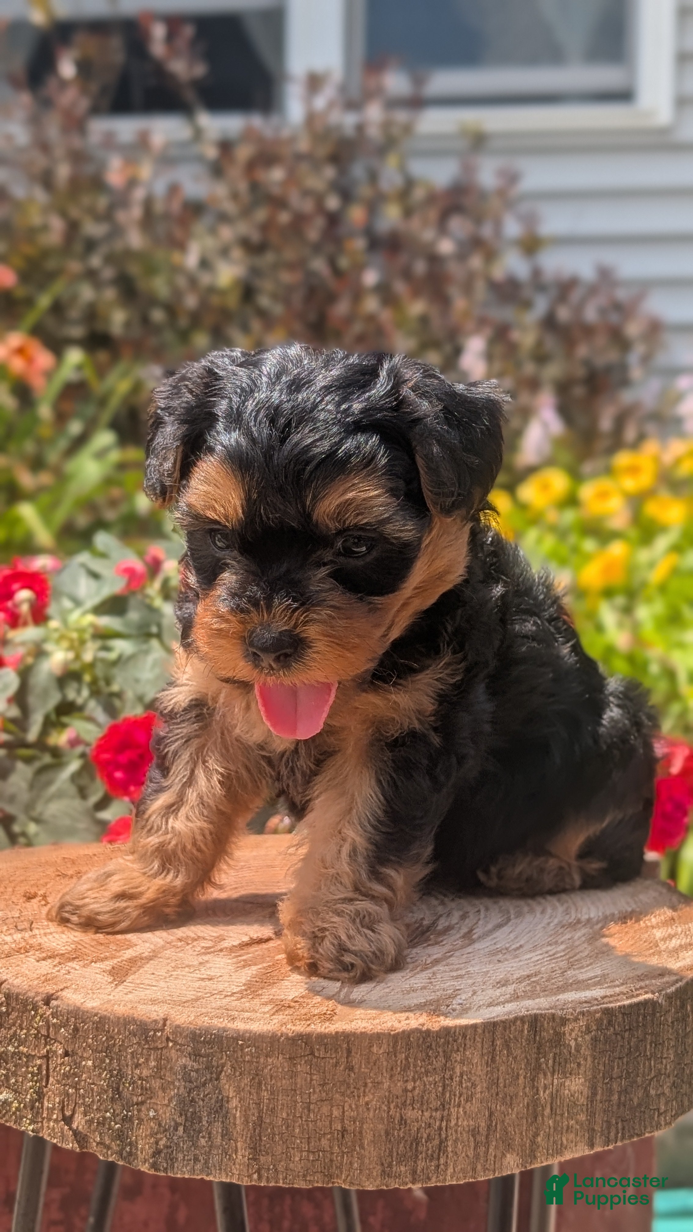 Yorkiepoo dogs Zane - Ad 2