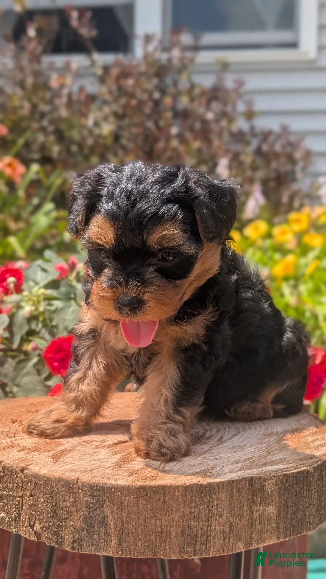 Yorkiepoo dogs for sale: Zane - Ad 2