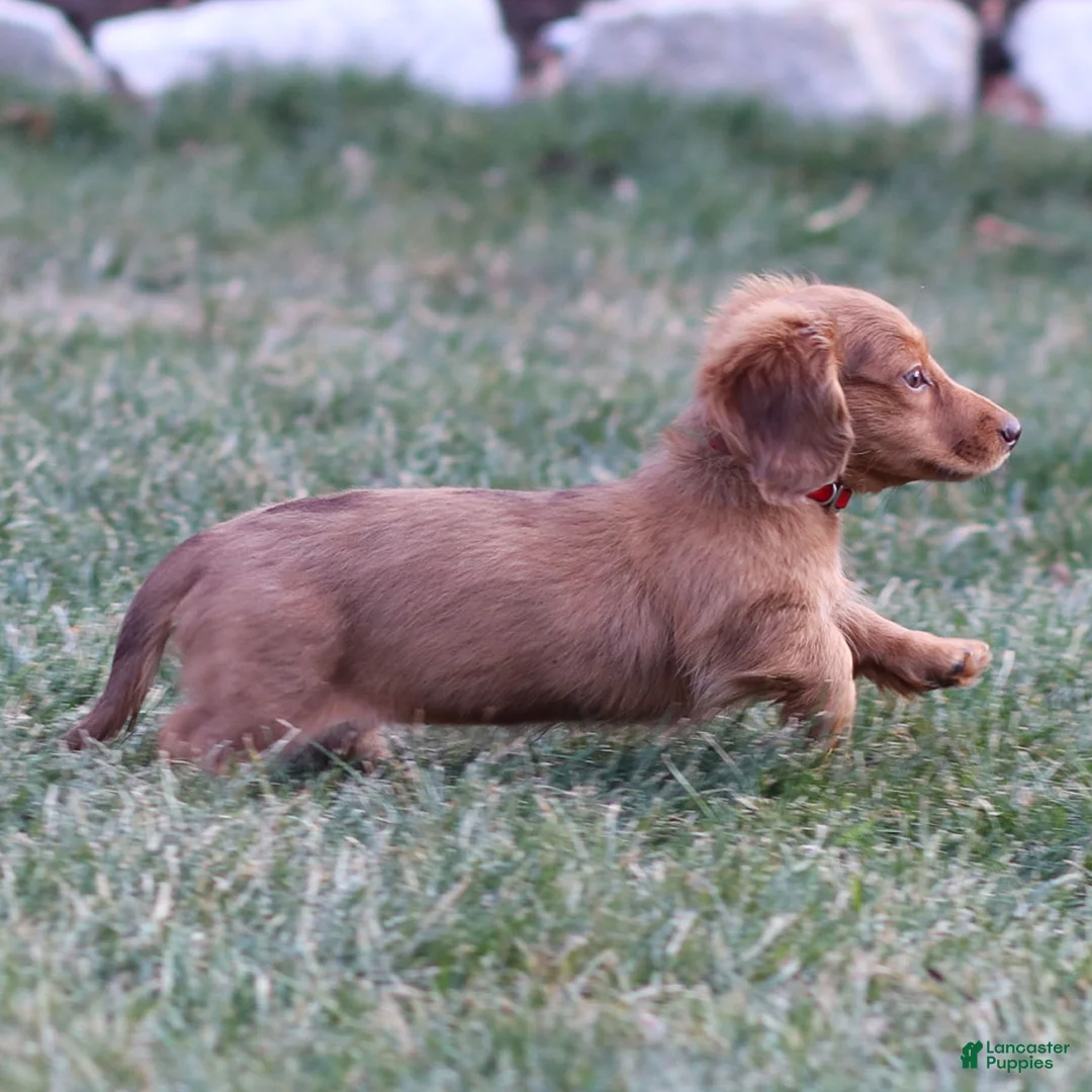 Dachshund dogs for sale: Hannah - Ad 3