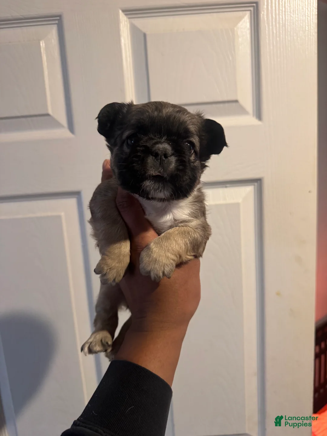 French Bulldog dogs for sale: French Bulldog Puppy 1 - Ad 1