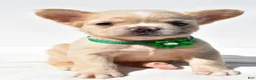 French Bulldog dogs for sale: Paisley - Ad 7