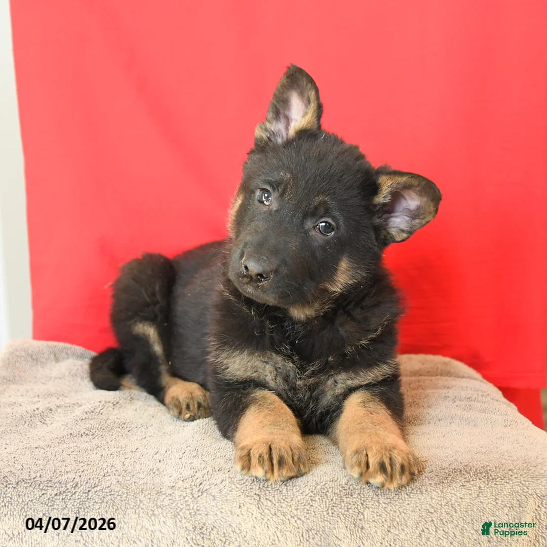 German Shepherd dogs for sale: Monty - Ad 3