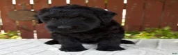 Giant Schnauzer dogs for sale: Teresa - Ad 4