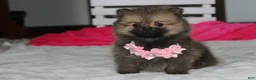 Pomeranian dogs for sale: Zoey - Ad 7