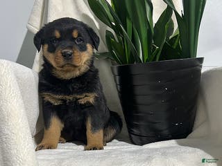 Rottweiler dogs Bella - Ad 2