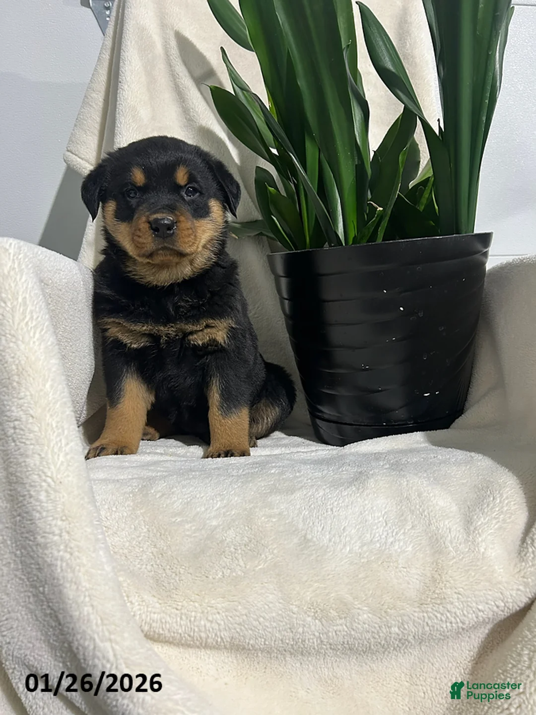Rottweiler dogs for sale: Bella   - Ad 1