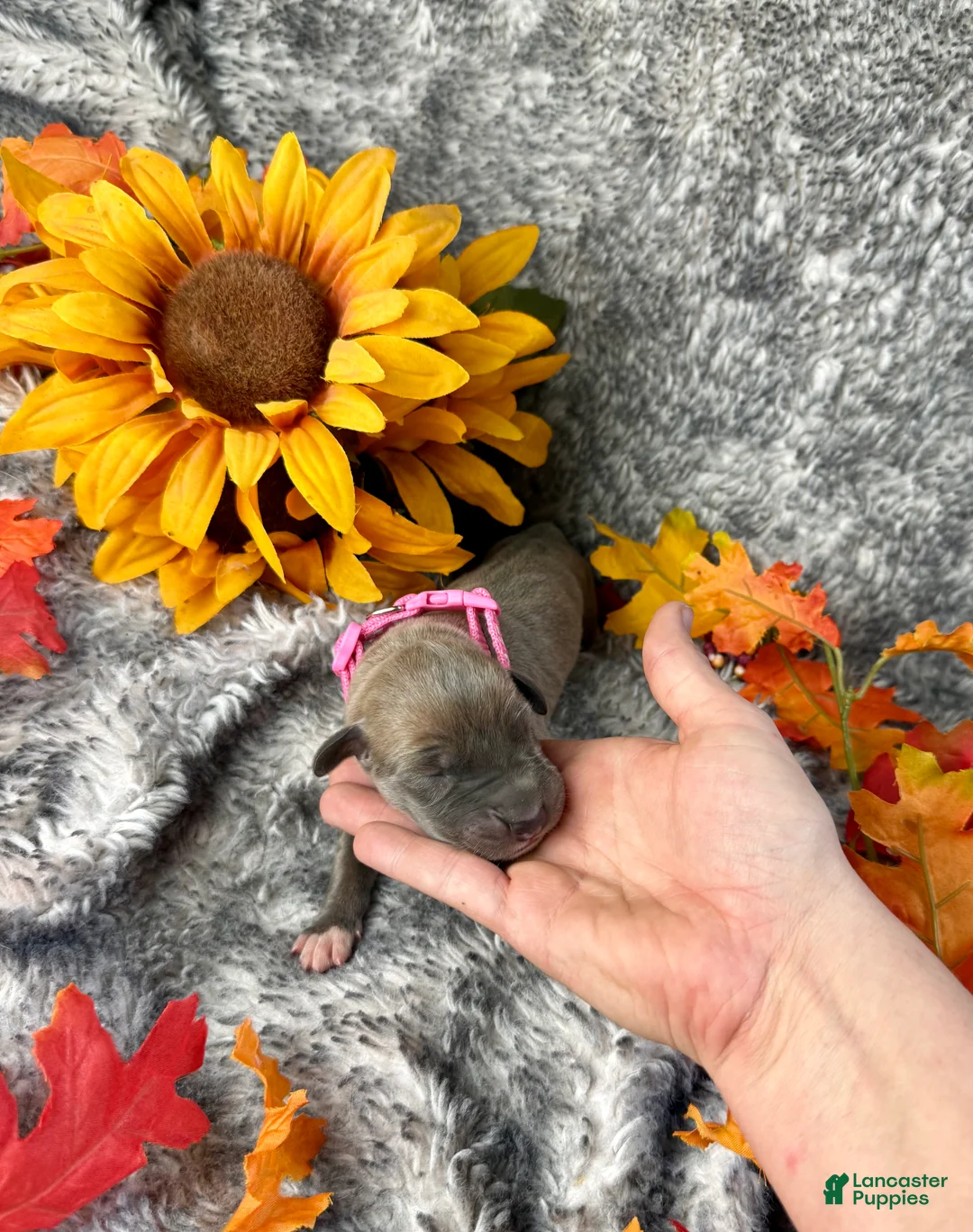 Great Dane dogs for sale: Blue Fawn (Heavy Euro) - Ad 18